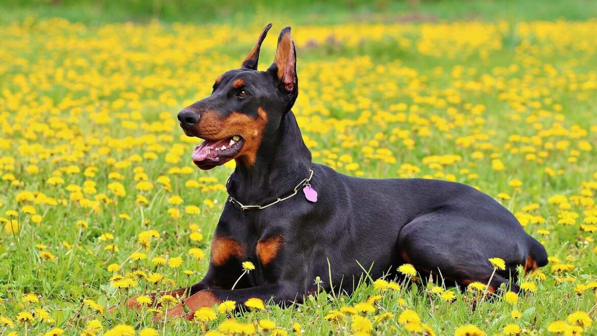 Doberman