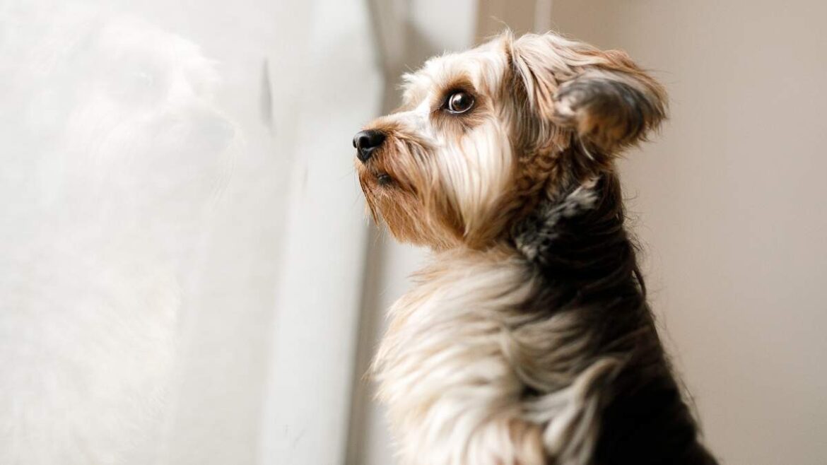 lęk separacyjny u psa