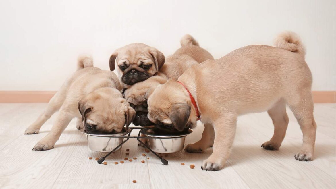 karmę dla szczeniaka