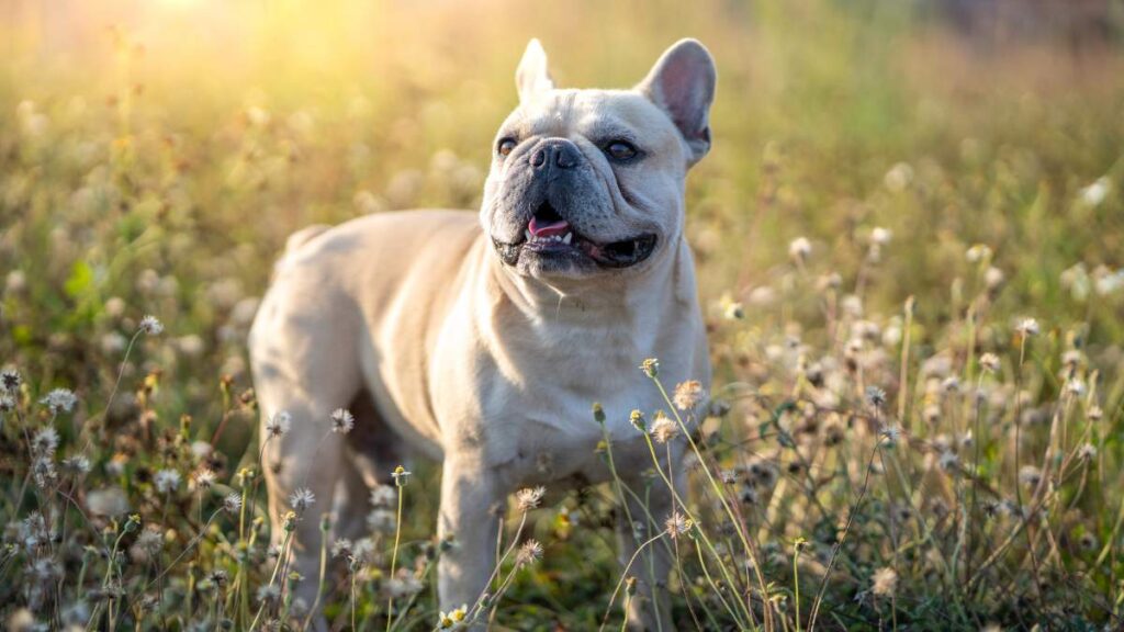 buldog francuski
