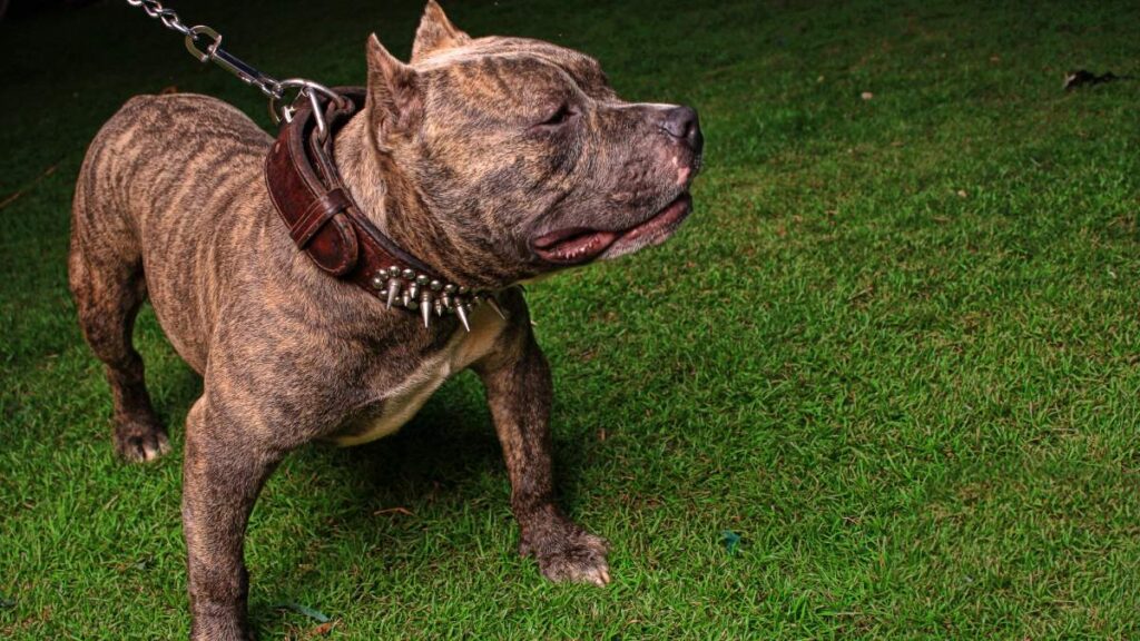 Pit Bull