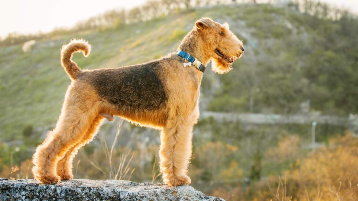 airedale terrier