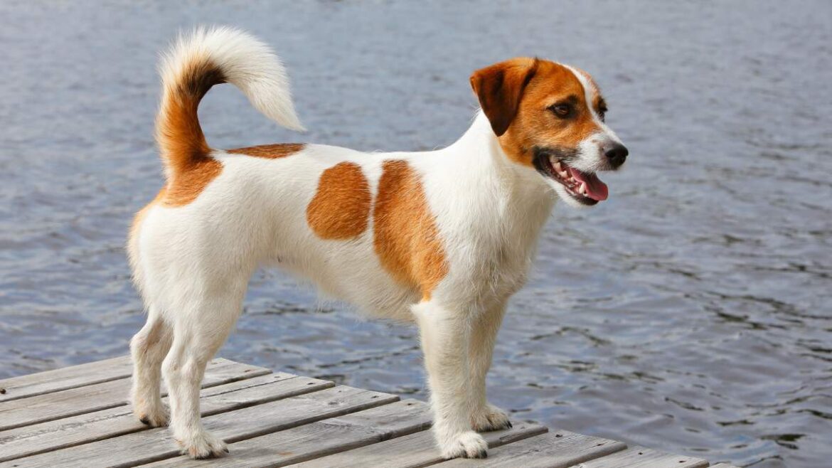 Jack Russell terrier