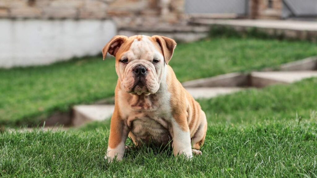 buldog angielski