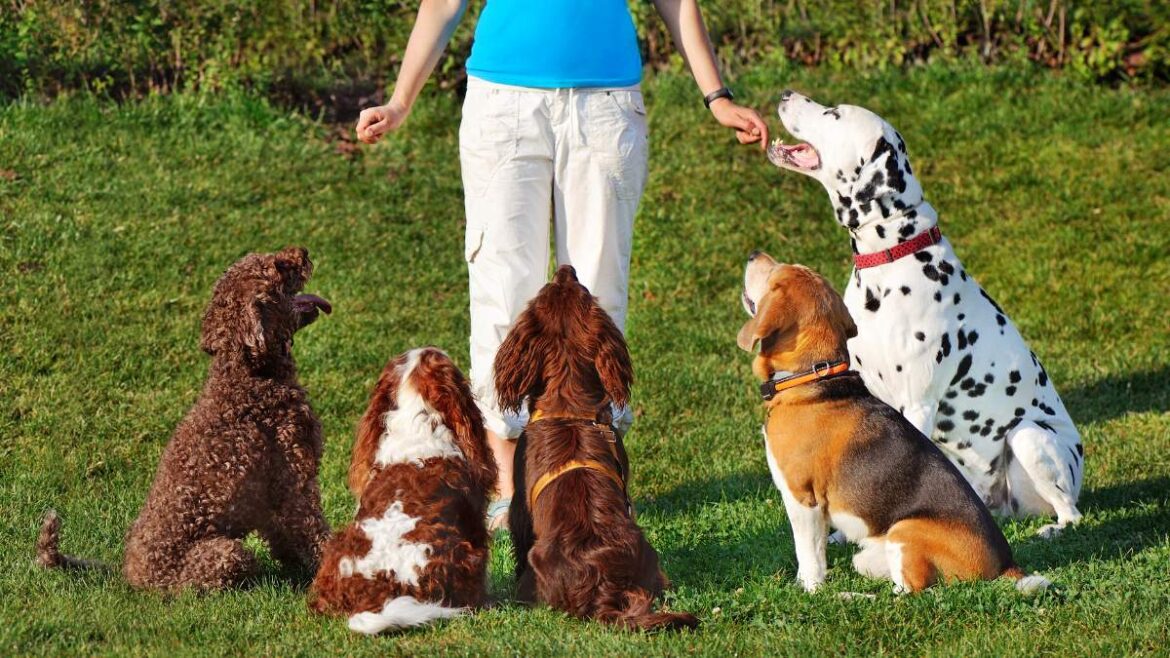 rasy psów do szkolenia