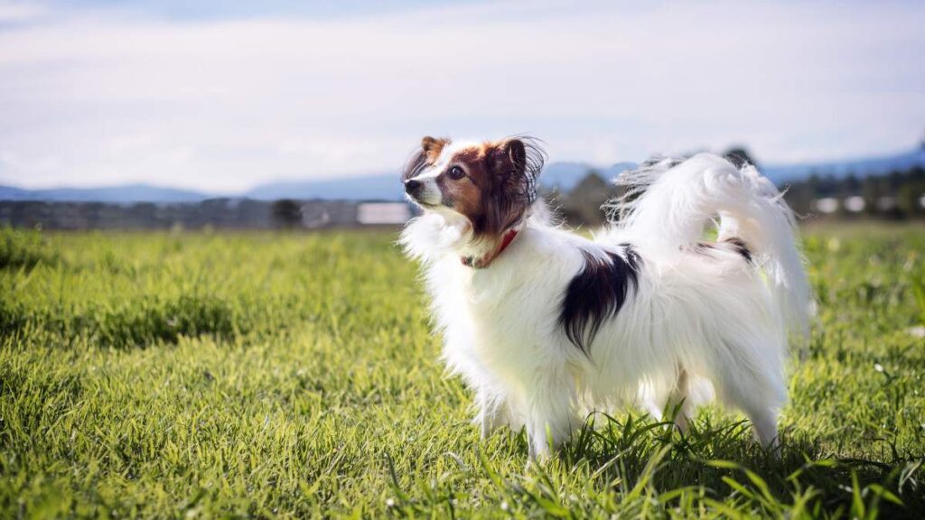 Papillon