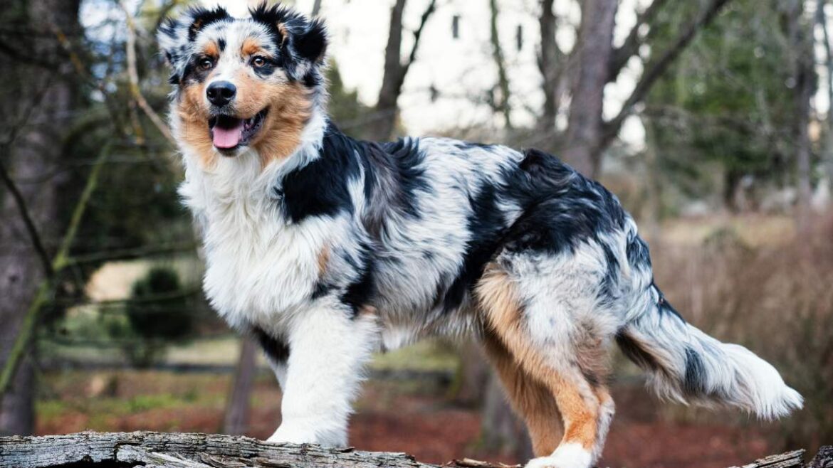 Australian Shepherd