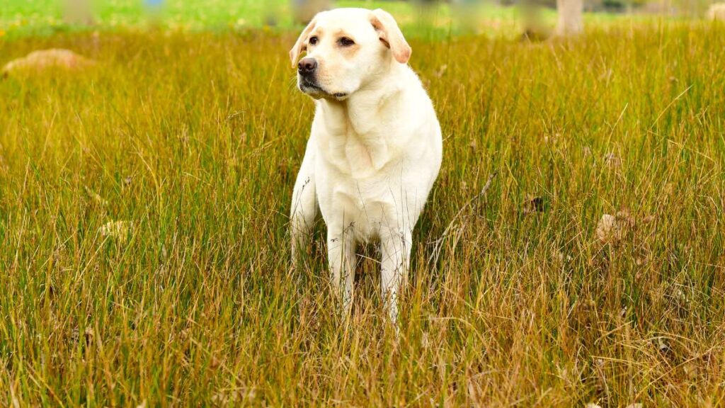Labrador Retriever