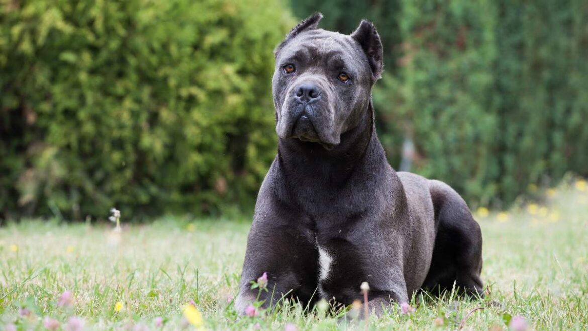 Cane Corso