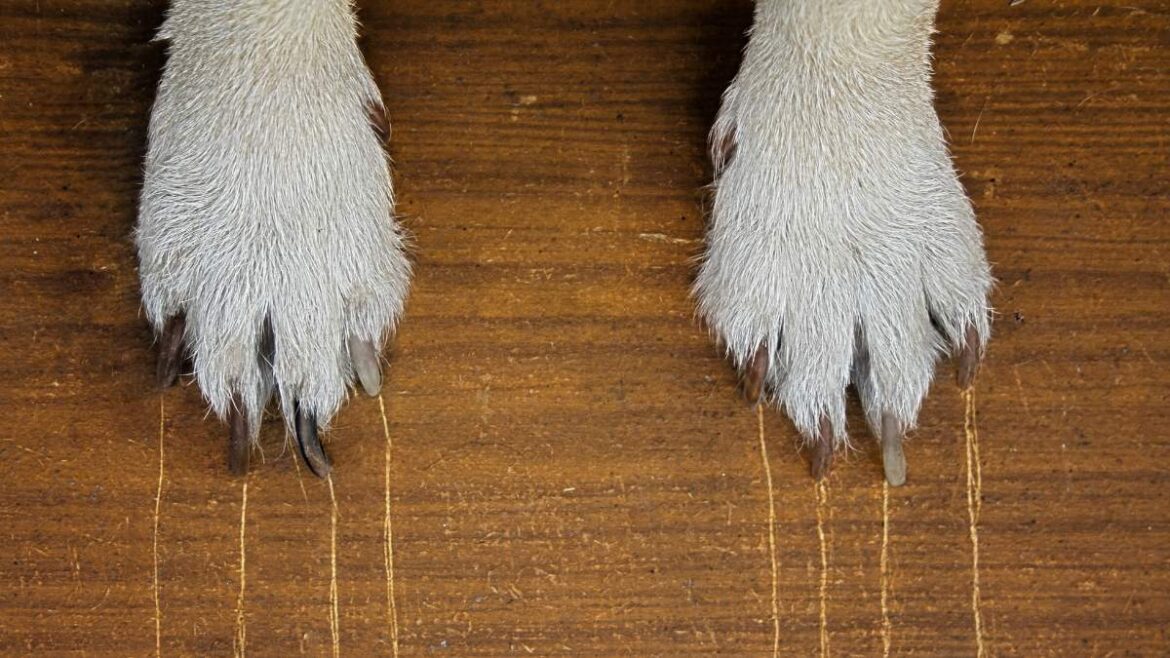 za długie pazury psa