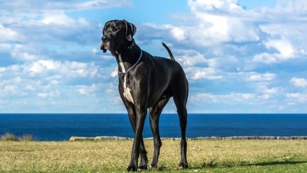 dog niemiecki