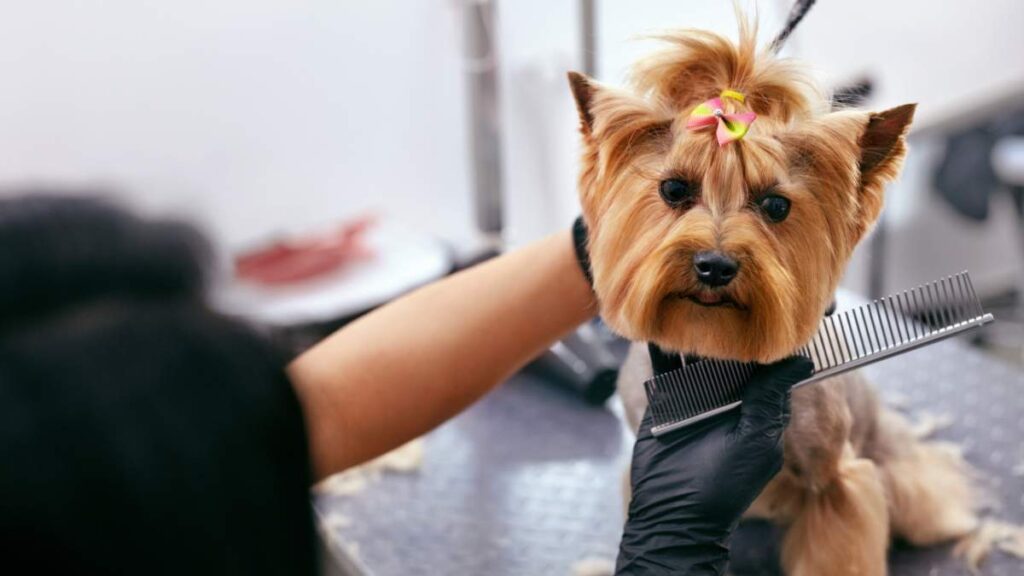 Pies u groomera: Jak przygotować się do wizyty? groomer