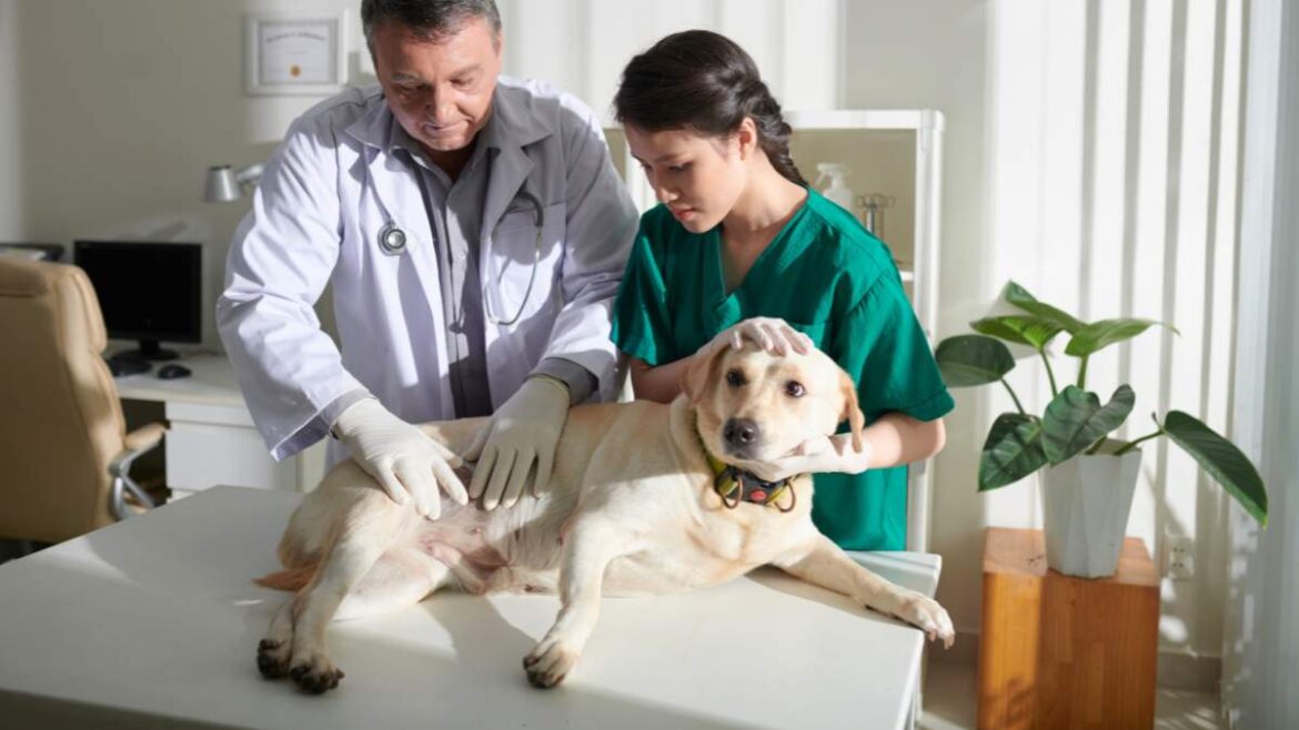 niestrawność u psa