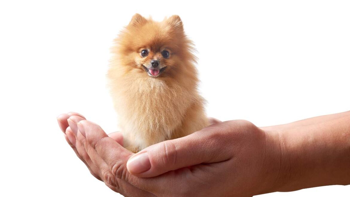 njmniejsze rasy psów