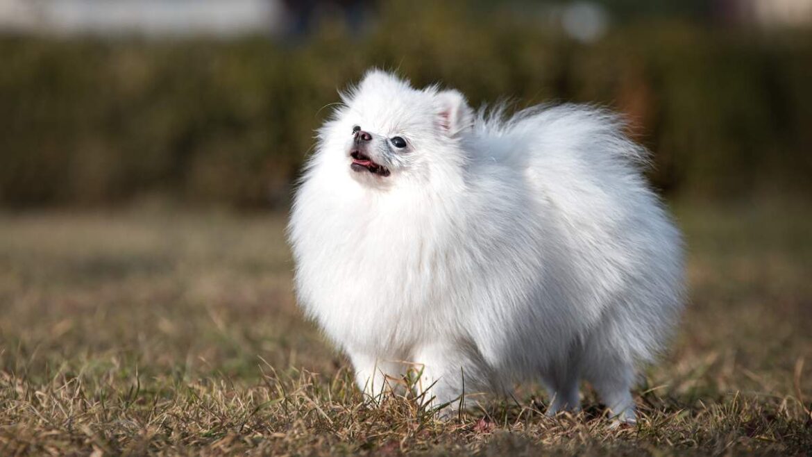 Pomeranian
