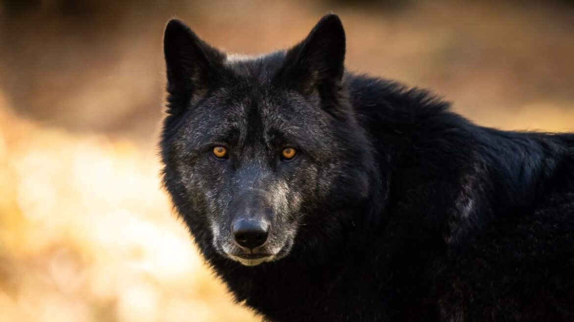 czarny wilk