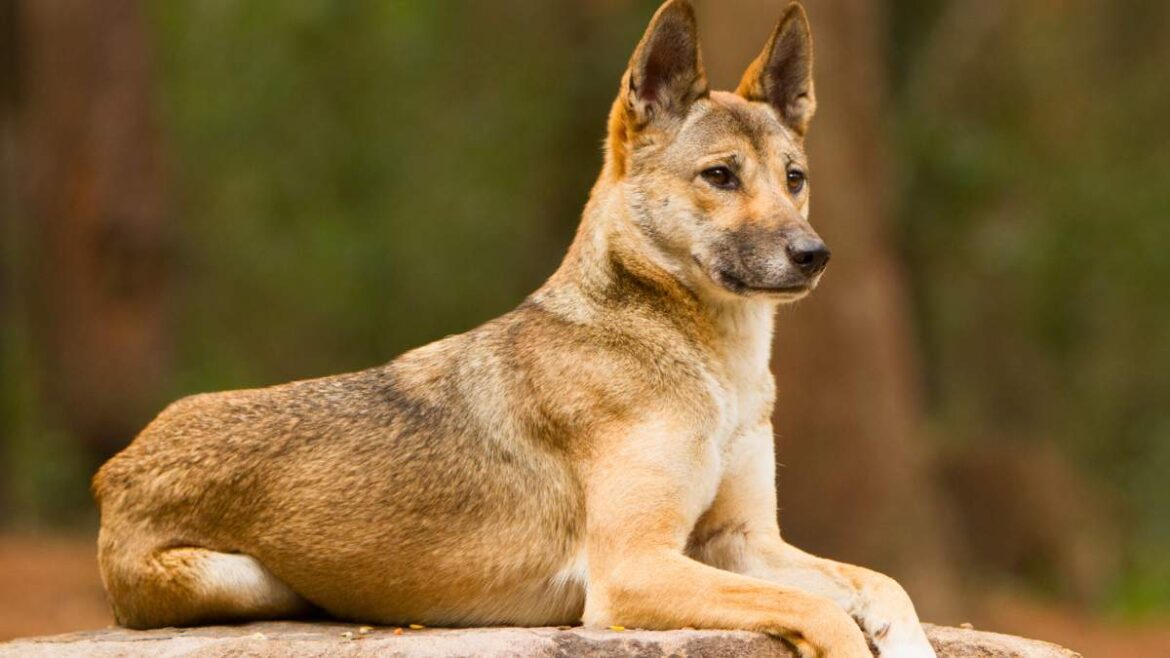 dingo