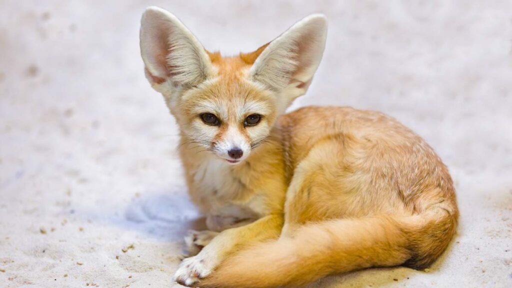 fenek