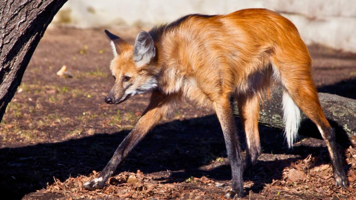 Pampasowiec grzywiasty