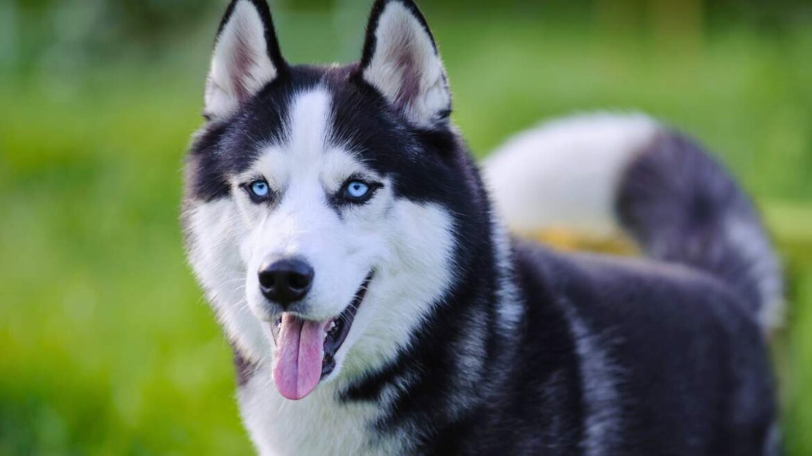 Husky syberyjski