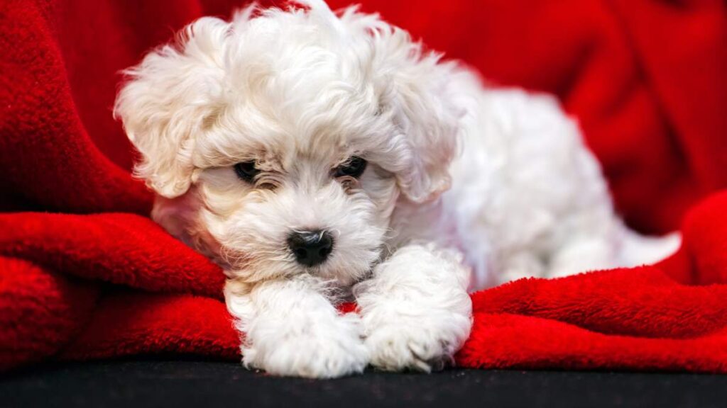 Bichon Frise