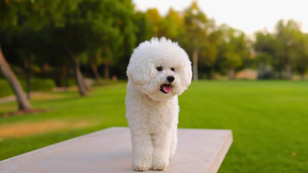 Bichon Frise