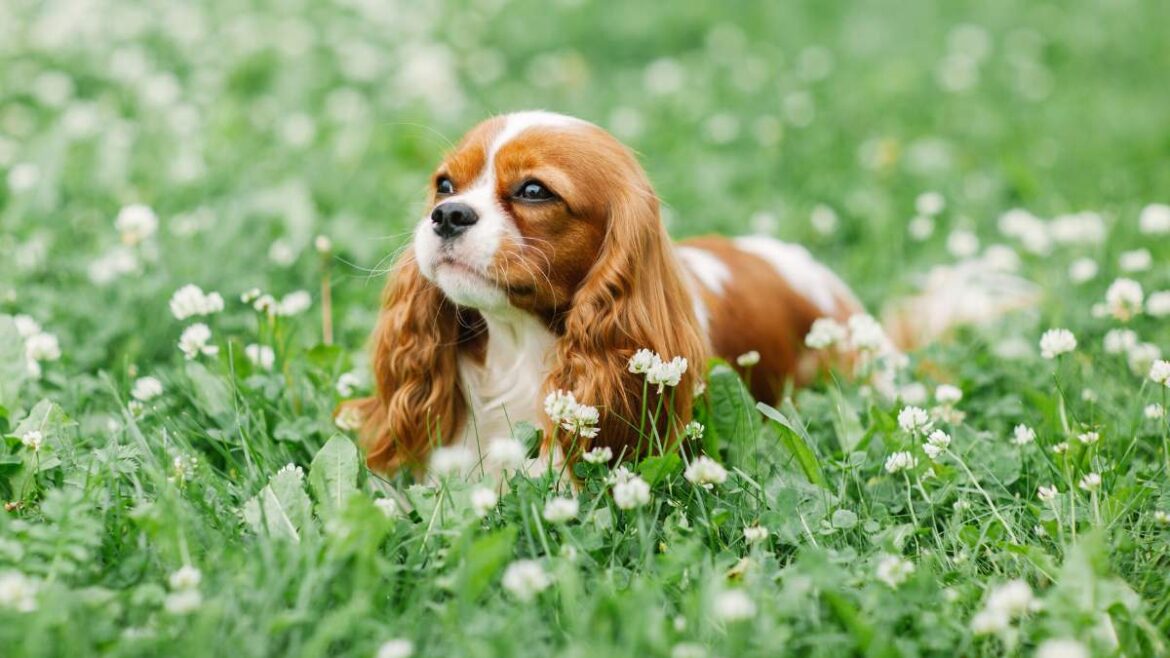 Cavalier King Charles Spaniel