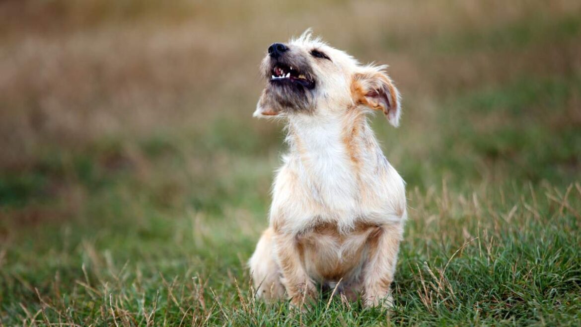Dlaczego Psy Szczekają