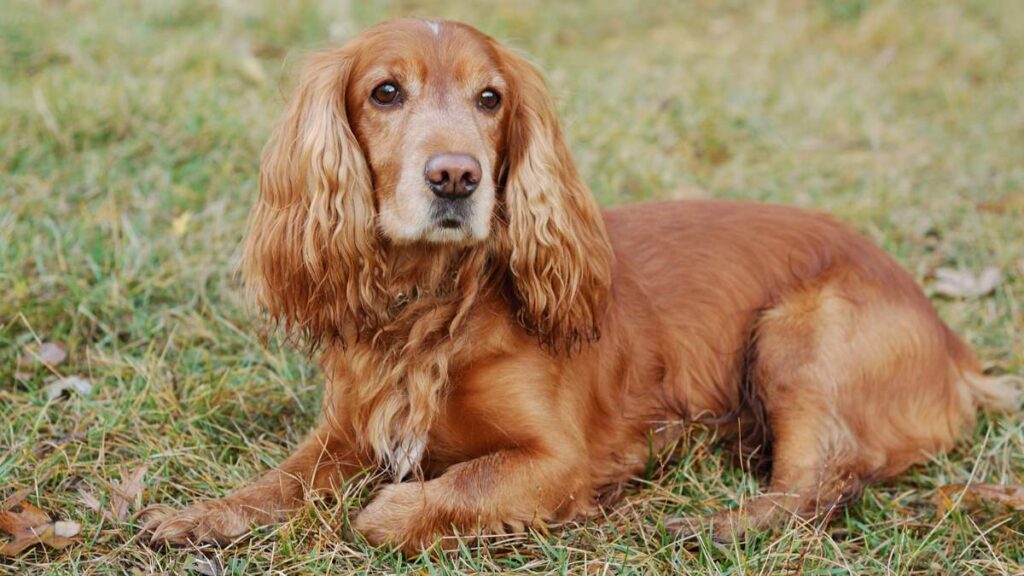 Cocker Spaniel Angielski