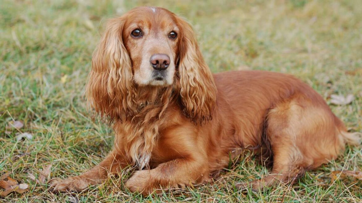 Cocker Spaniel Angielski