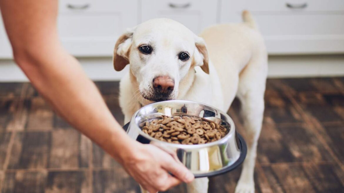 Jak Często Karmić Psa
