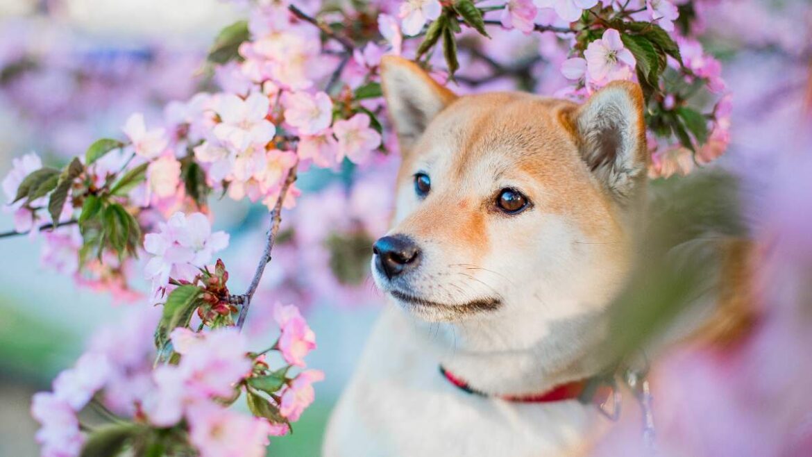 Japońskie Rasy Psów