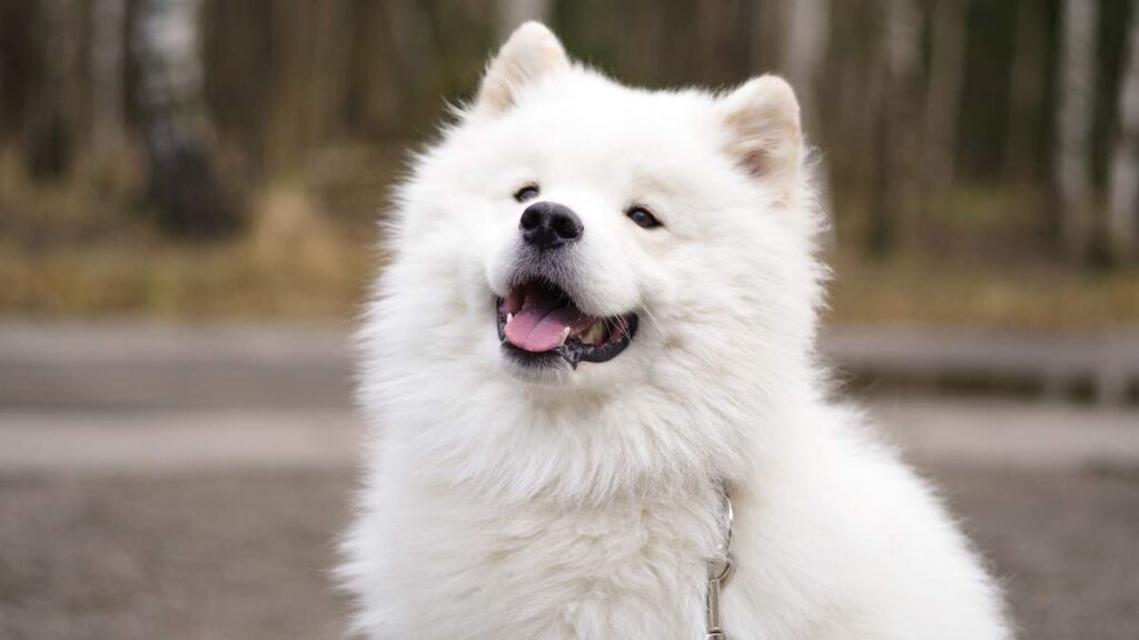 Samojed