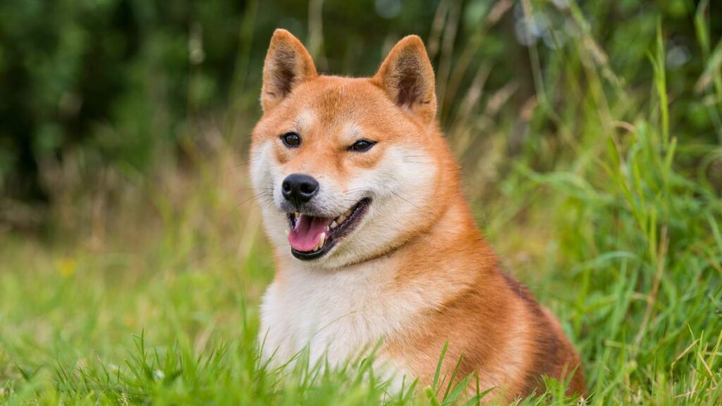 Shiba Inu