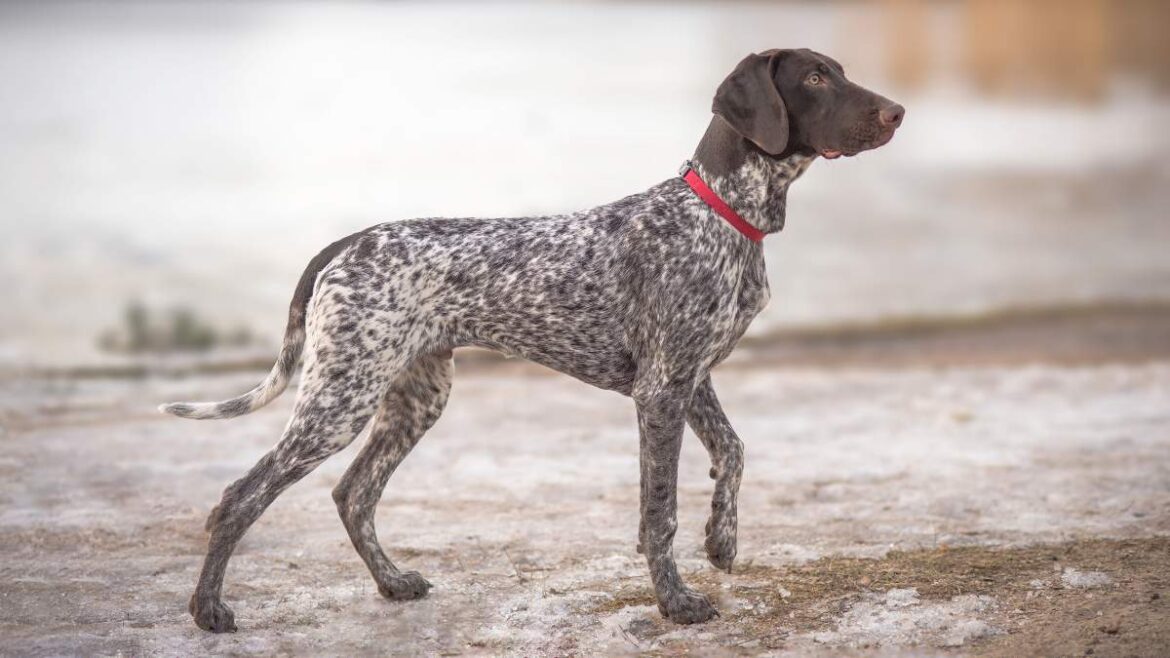 Wyżeł Niemiecki Krótkowłosy