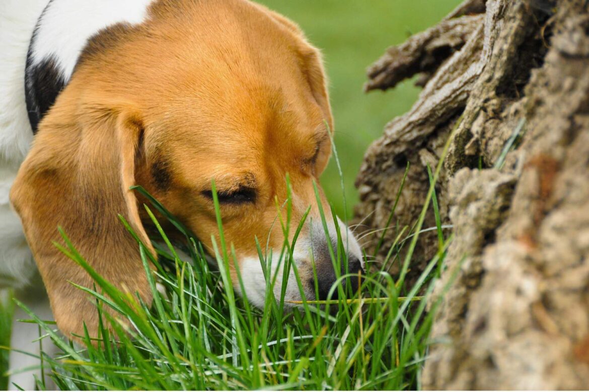 Dlaczego pies je trawę