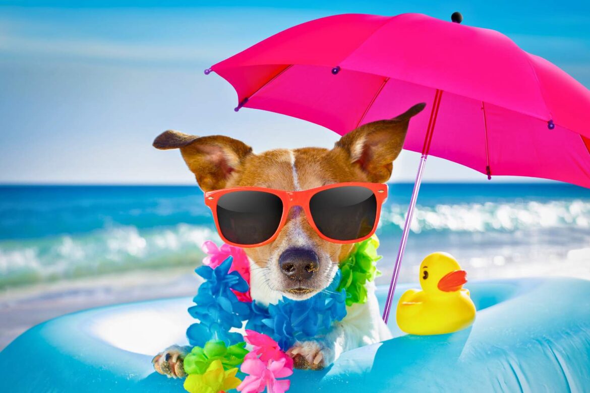 Jak Schłodzić Psa w Upały