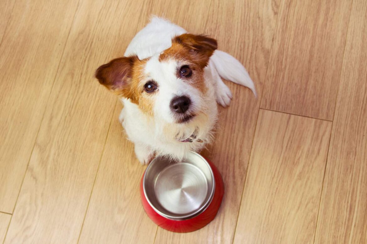Jaka karma dla psa