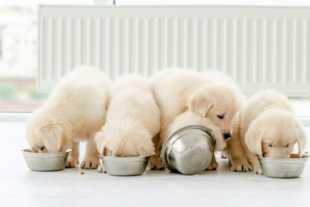 Jak często i ile powinien jeść szczeniak