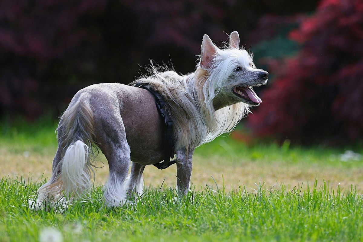 Jak oduczyć psa szczekania skutecznie w domu oraz na spacerach