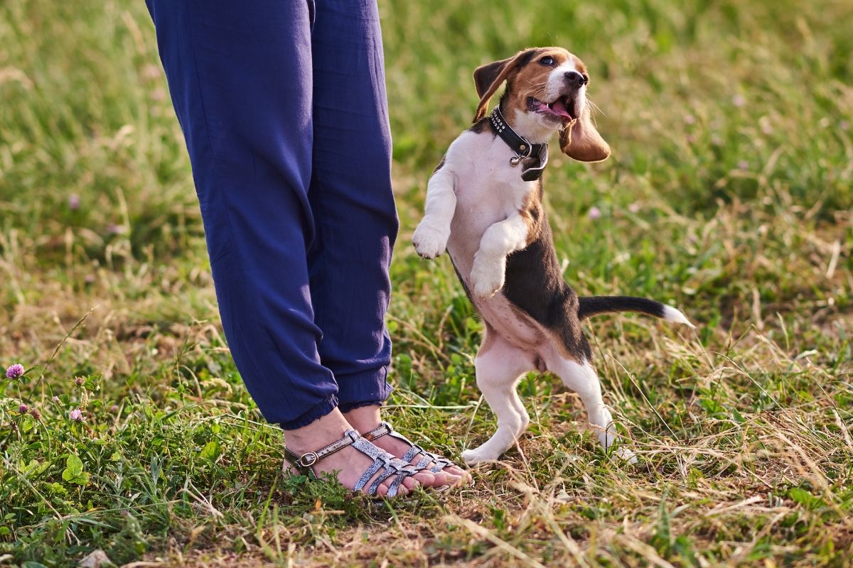 Jak oduczyć psa skakania na ludzi krok po kroku