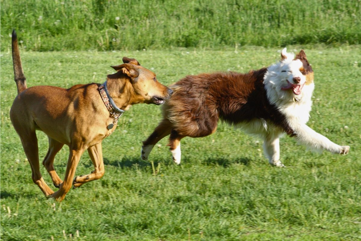 TOP 10 ras psów, które żyją najdłużej w praktyce i rekomendacjach