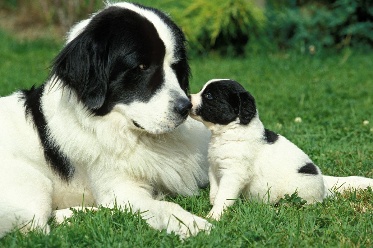 Objawy ciąży u psa etapy i porady dla zdrowia suki