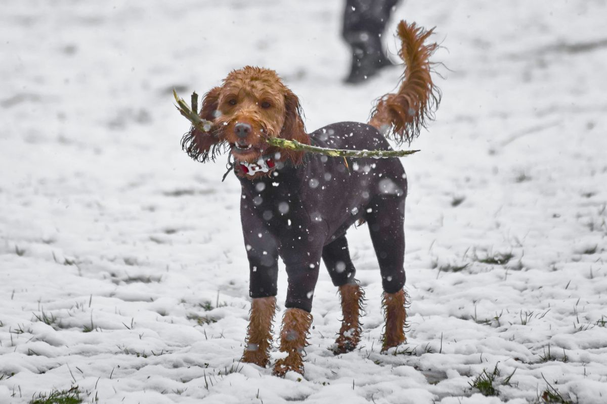 Jak dbać o łapy psa zimą podczas spacerów w mrozie i śniegu