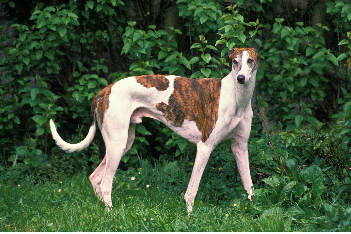 Polskie rasy psów według FCI – poznaj wszystkie rodzime odmiany