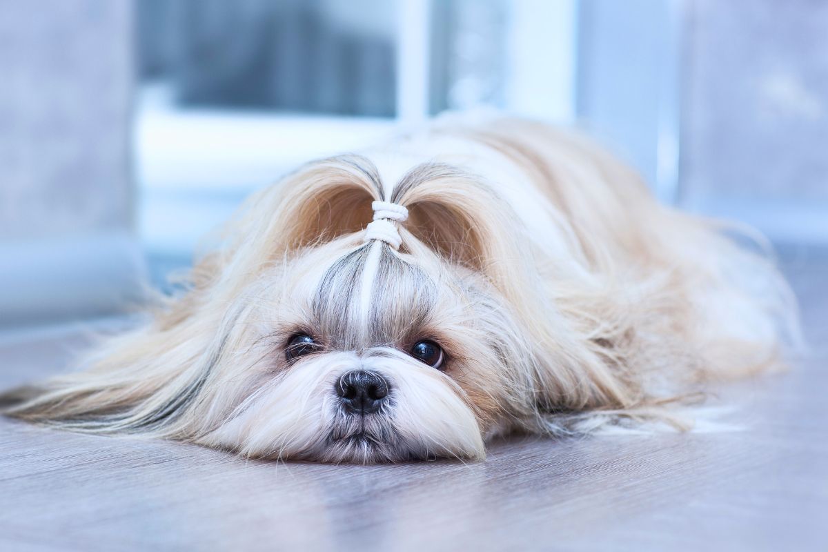 Pielęgnacja shih tzu i cechy charakterystyczne tej rasy psów