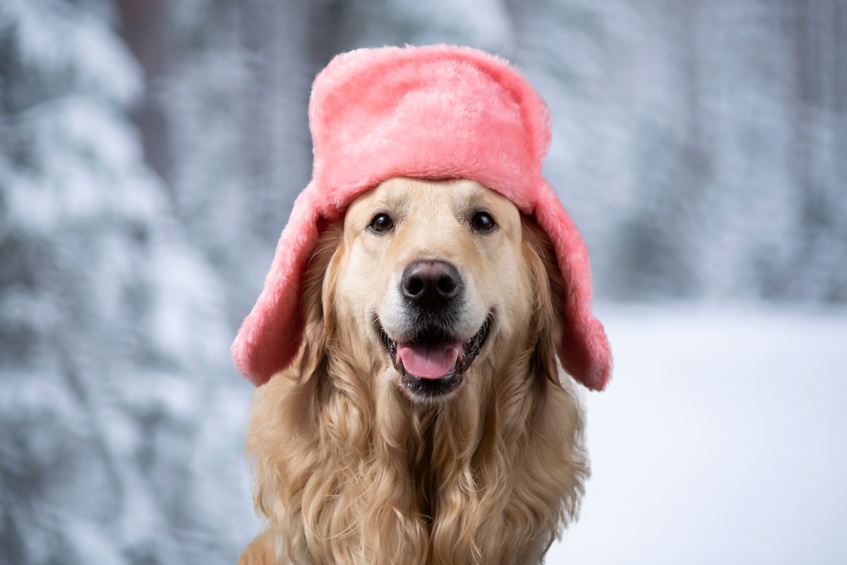 Przykładowa umowa kupna-sprzedaży psa rasowego krok po kroku