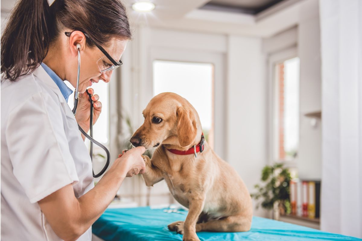 Badania profilaktyczne u psa pomagają wcześnie wykryć schorzenia i utrzymać zdrowie