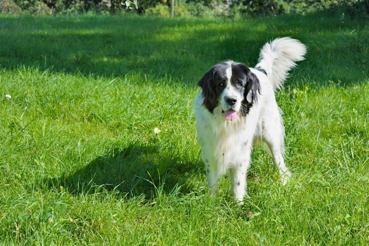 Machanie ogonem u psa interpretacja sygnałów i znaczenie emocji psa