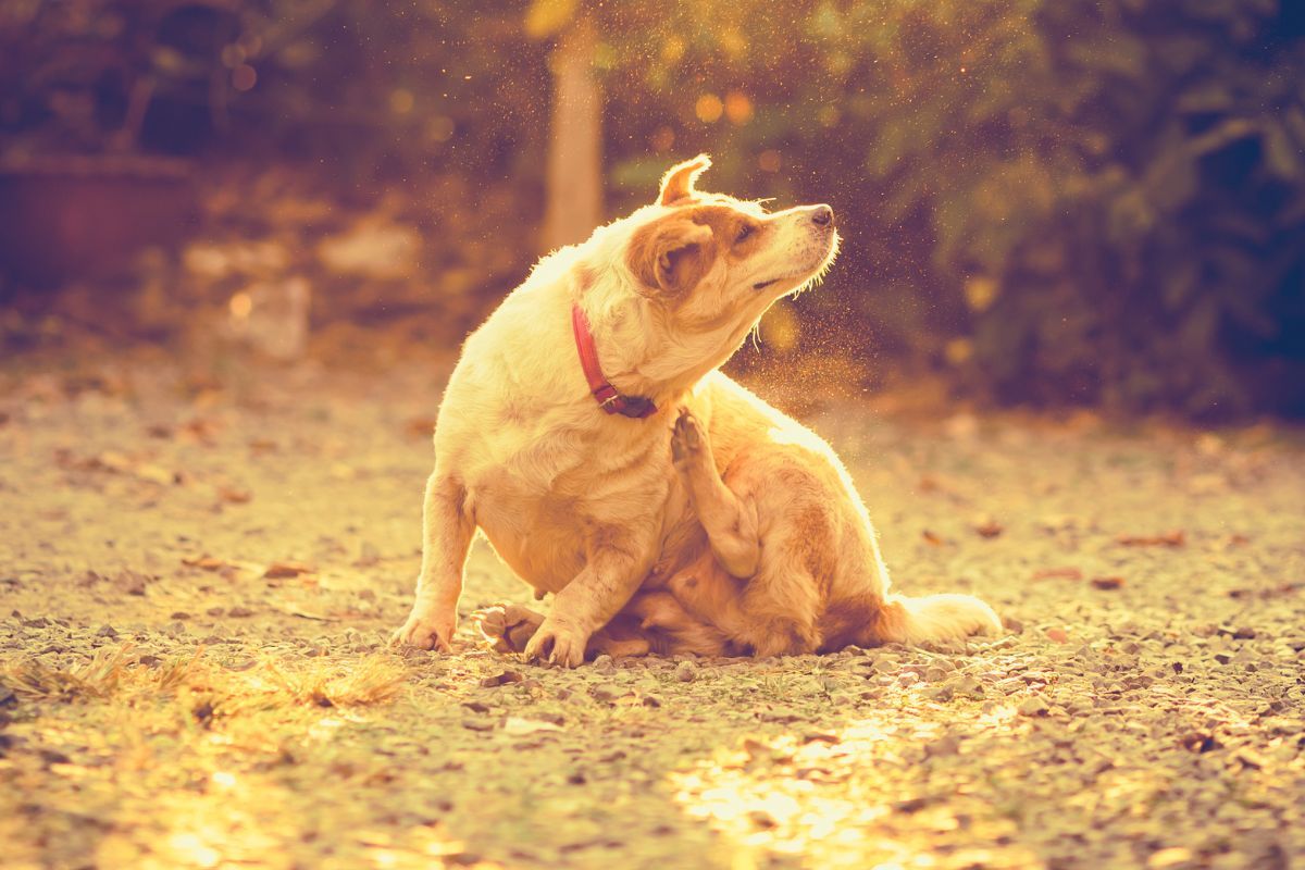 Dlaczego pies trzepie uszami i skuteczne sposoby leczenia, zdjęcie psa potrząsającego uszami